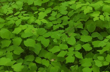Top down view of green leaves, most likely of an Inside-out Flower (vancouveria hexandra), dappled...