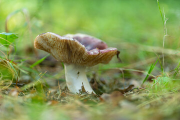 grzybobranie i grzyb w lesie w naturze