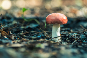 grzyb z brązowym kapeluszem na białej stopie w lesie © Henryk Niestrój