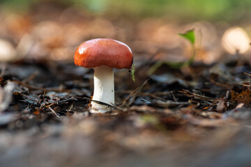 grzybobranie i grzyb w lesie w naturze © Henryk Niestrój