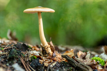 grzybobranie i grzyb w lesie w naturze © Henryk Niestrój