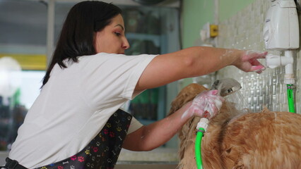 Bathing Dog Fur at Pet Shop/ Close-Up Hand Washing of Wet Golden Retriever