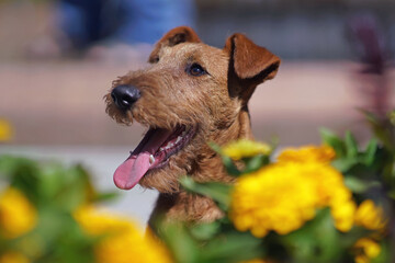 The portrait of a cute Irish Terrier puppy posing outdoors with yellow flowers in summer