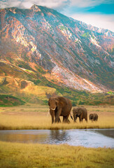elephant near the lake