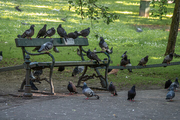 pigeons in the park
