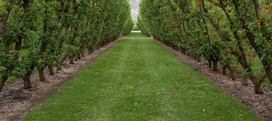 Grass between V-shaped apricot trees in an orchard in New Zealand