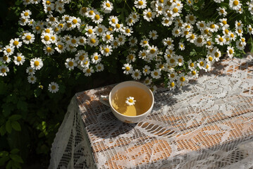 Chamomile tea in a cup on a background of daisies
