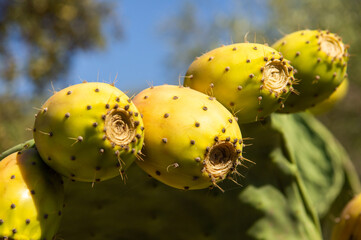 Macro fotografía del fruto o tuna de la.planta Opuntia ficus-indica, durante las fases finales de...