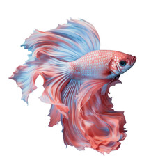 Fototapeta premium Betta fish depicted on transparent background