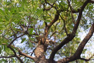 under big green leaf tree background with sky