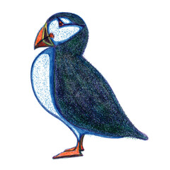 Atlantic puffin risograph retro illustration