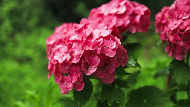 Colorful hydrangeas in garden, close up. Pink hydrangea flowers on counter in store. Many Hydrangea macrophylla Blossom, closeup. High quality FullHD footage