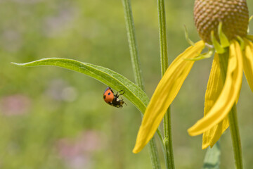 Ladybug on a leaf with yellow petal in the foreground
