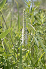 Culver's root flowers blooming in the prairie on a summer day in Iowa. 