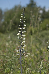 White wild indigo blooming in a prairie on a summer day in Iowa, close up photo. 