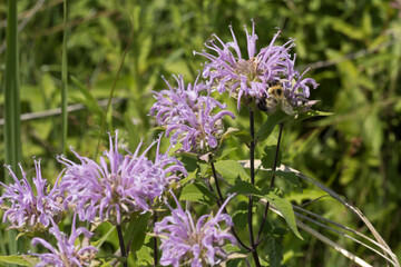 Bumblebee on purple bergamot flowers in the meadow on a summer day in Iowa. 
