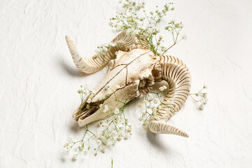 Skull of sheep with beautiful gypsophila flowers on white background