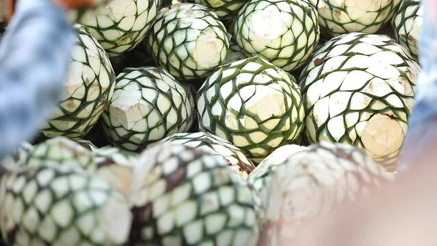 Agave Pi&ntilde;as Arriving at the Distillery