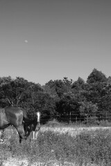 Texas ranch shows horse with foal in summer field, black and white rural scene.