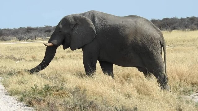 Elephant bull grazes in the vast savannah