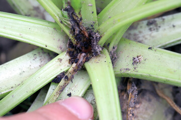 Feeding site - damaged sugar beet plant, caterpillars of beet moth Scrobipalpa ocellatella.