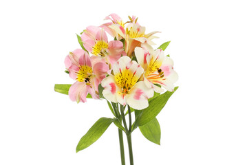 Mixed alstroemeria flowers