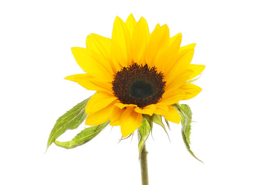 Single sunflower