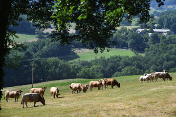 troupeau de vaches