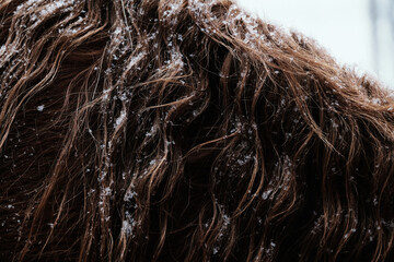Sorrel horse mane with snow in wavy texture closeup during winter season.