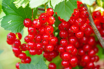 branch of red currants with leaves and berries, on a Sunny summer day