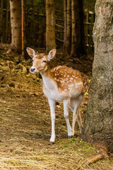 Cute deer posing in nature, wildlife