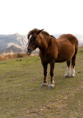 Obraz premium Animals standing on the mountain enjoying the views
