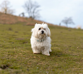 Animals standing on the mountain enjoying the views
