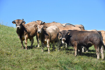 troupeau de vaches