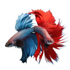 Fototapeta premium Two beautiful red and blue Betta fish isolated on a transparent background