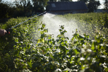 Treatment of raspberries from diseases and pests