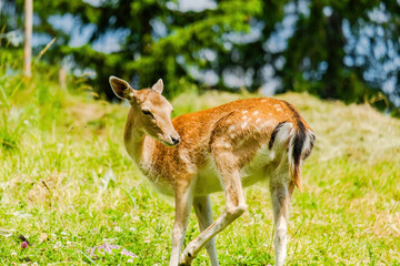 Cute deer posing in nature, wildlife