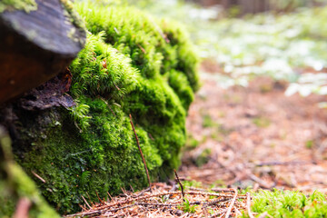 moss on tree