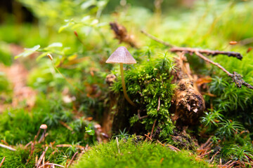 mushroom in the forest