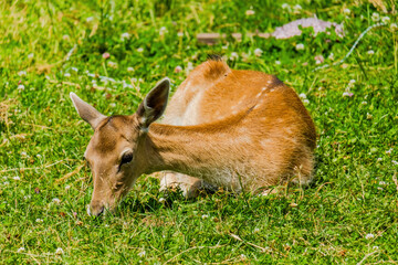 Cute deer posing in nature, wildlife
