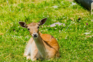 Cute deer posing in nature, wildlife