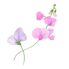 Fototapeta na wymiar Lilac Lathyrus watercolor illustration. Hand drawn botanical painting, floral sketch. Colorful flower clipart for summer or autumn design of wedding invitation, prints, greetings, sublimation, textile
