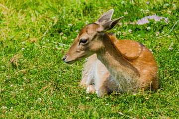 Cute deer posing in nature, wildlife