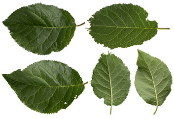Collection of different green leaves isolated on transparent background.