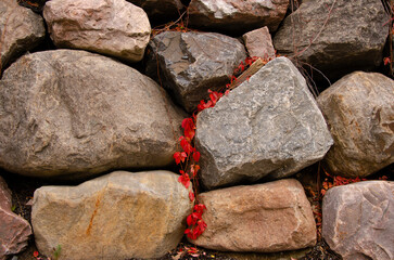Autumn Fall forest red leaves stone background