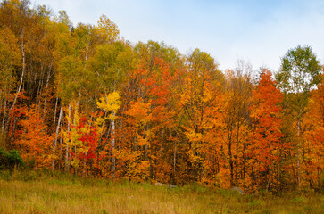 Autumn Fall forest red leaves red green orange maple trees background
