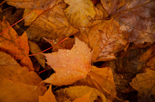 Autumn Fall forest red maple leaves drops water orange background