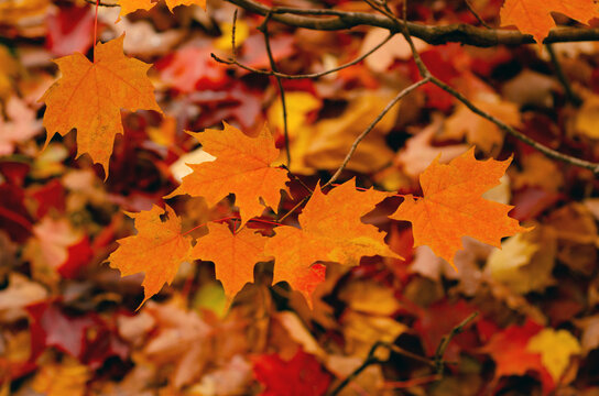 Autumn Fall forest orange leaves background maple trees 