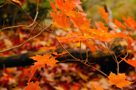 Autumn Fall forest orange leaves background maple trees 