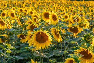 Fototapeta na wymiar panorama in field of blooming bright yellow sunflowers in sunny evening